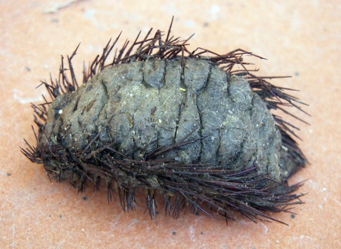 Topo marino (Aphroditidae)